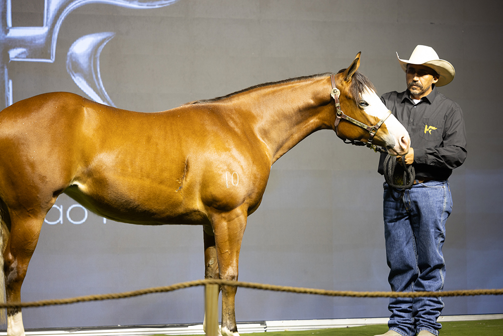Elite, tradição e genética de ponta: Haras Frange anuncia quinta edição de seu tradicional leilão 9 LEILAO FRANGE 394