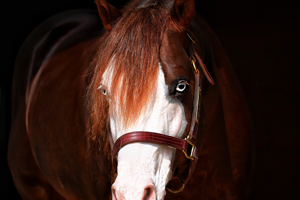 Haras Frange realiza quinta edição de seu tradicional leilão nos dias 16 e 17 de agosto em São Paulo 1 Inferno 66