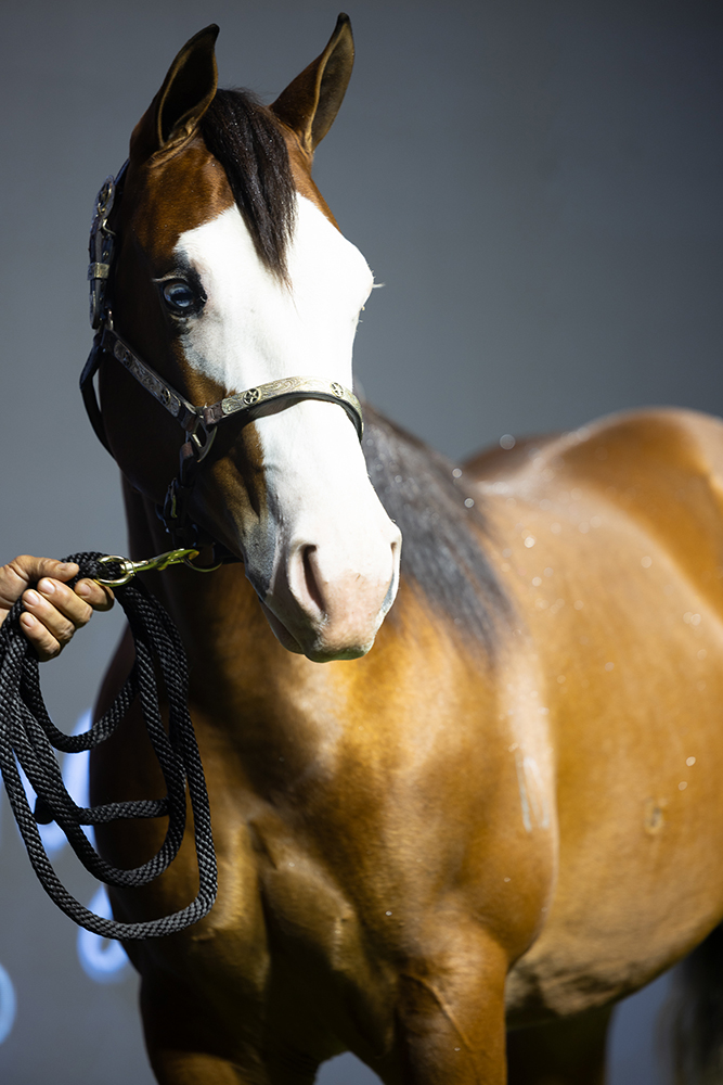 Haras Frange realiza quinta edição de seu tradicional leilão nos dias 16 e 17 de agosto em São Paulo 4 LEILAO FRANGE 404