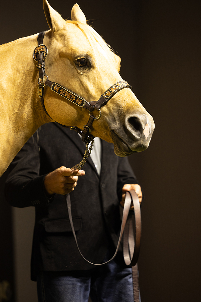 Haras Frange realiza quinta edição de seu tradicional leilão nos dias 16 e 17 de agosto em São Paulo 3 LEILAO FRANGE 425