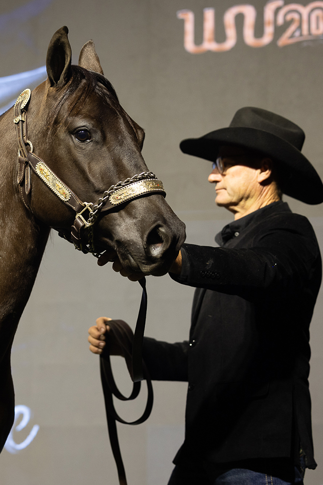 Haras Frange realiza quinta edição de seu tradicional leilão nos dias 16 e 17 de agosto em São Paulo 2 LEILAO FRANGE 783